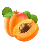 نهال زردآلو